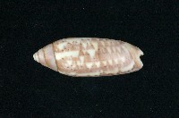 藏品(多彩榧螺)的圖片